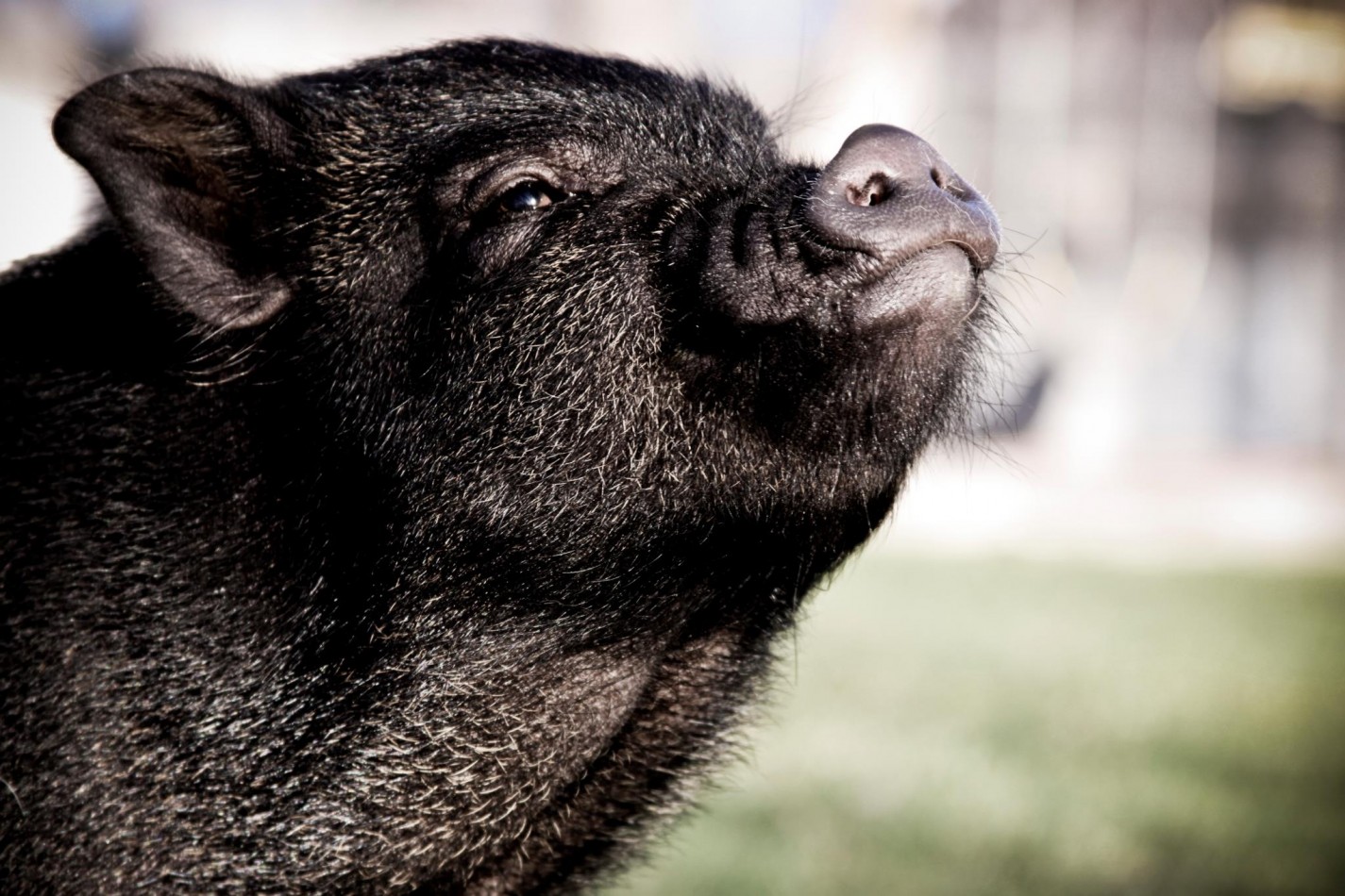 Worming Hoof Tusk Maintenance American Mini Pig