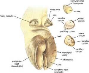 hoof anatomy