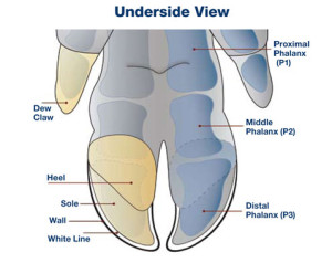 underside-pig-toe-11-15