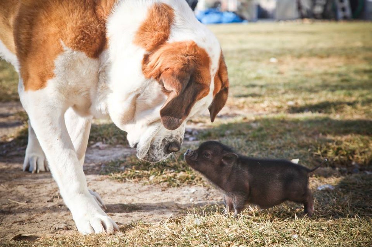 do mini pigs and dogs get along