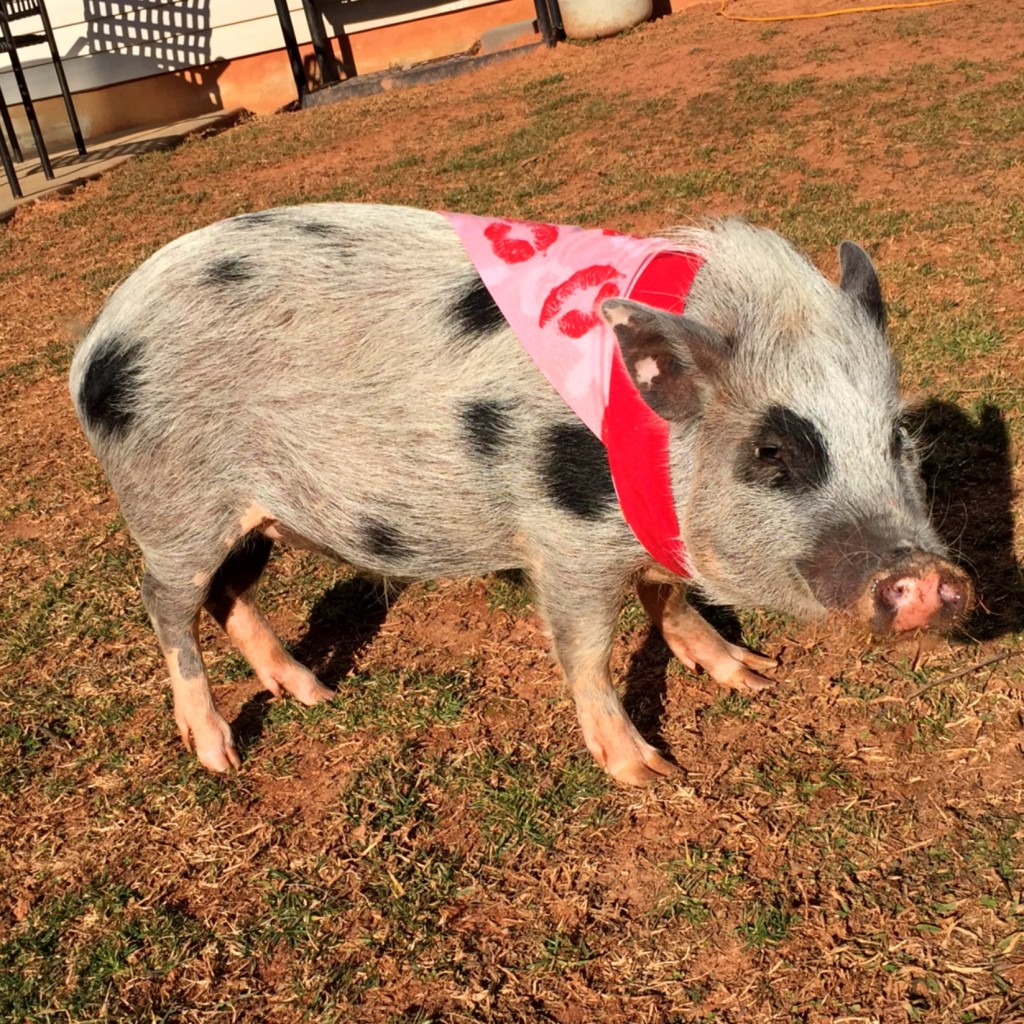 teacup pig full size