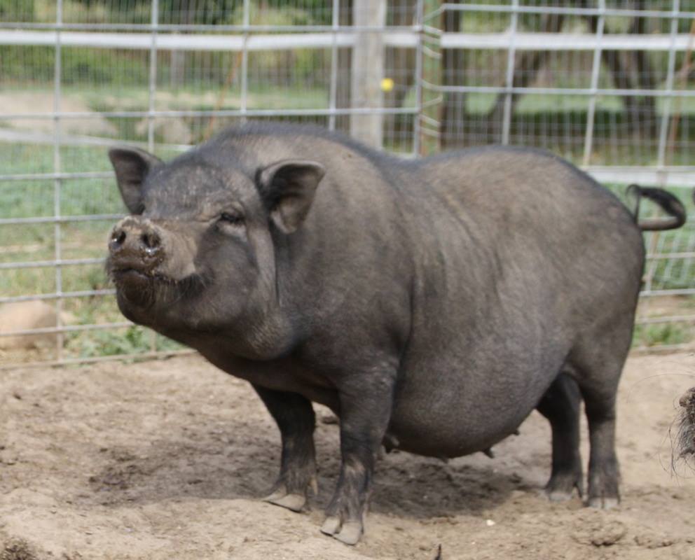 Japanese pot sales belly pig