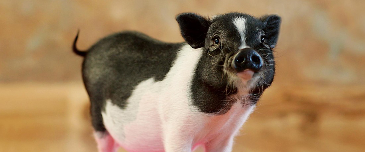 do mini pigs and dogs get along