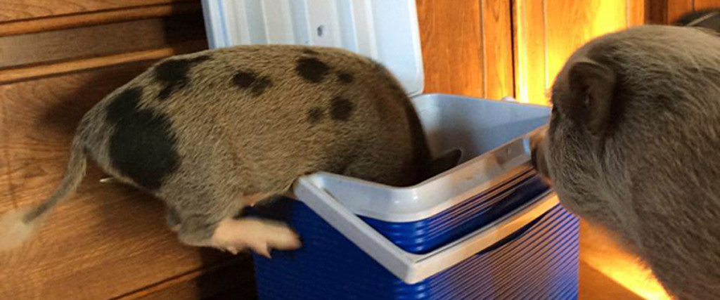 Mini pig 2024 litter box