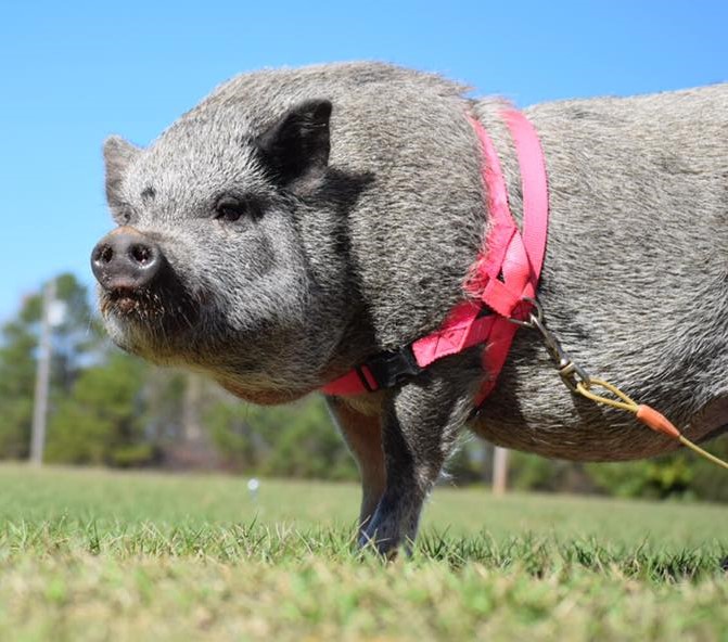 mail mini pig litter box issues