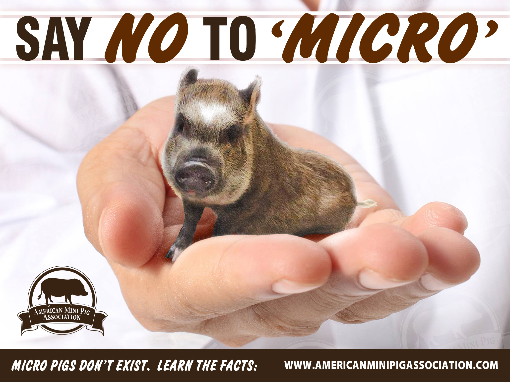 Micro hot sale mini pig