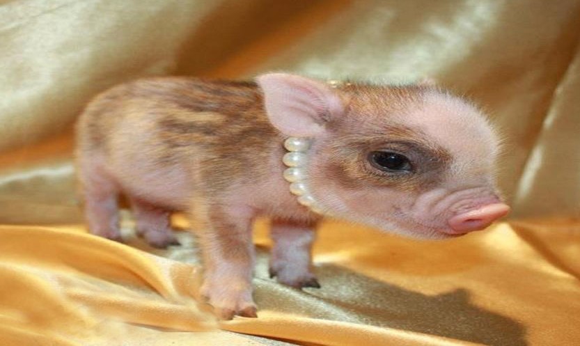 Charming Mini Pigs - Meet the Mini Pig Breeder