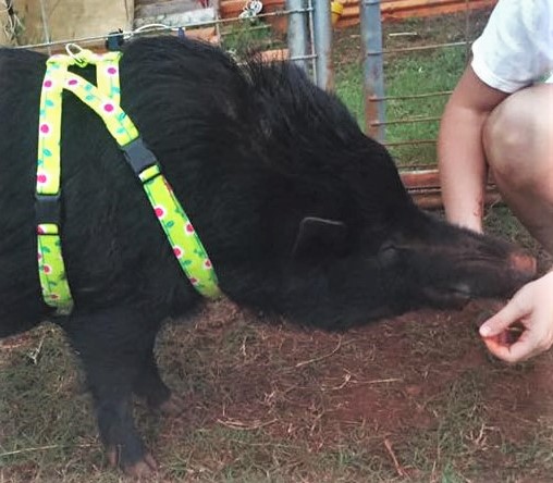 Potbelly pig outlet harness