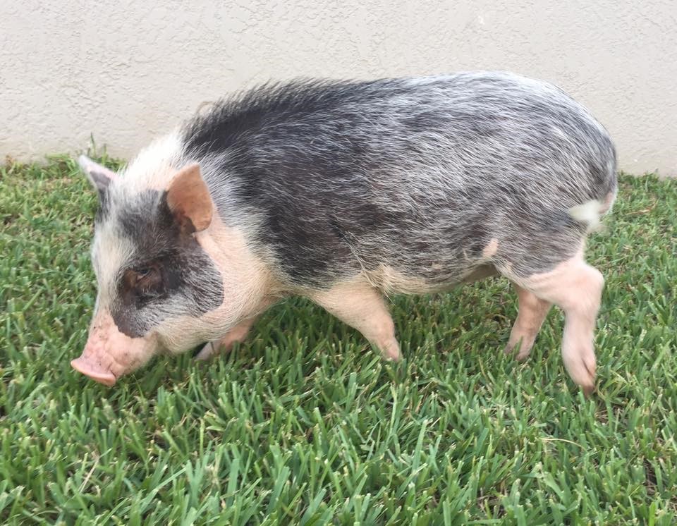 American Mini Pig Standard Colors and Patterns