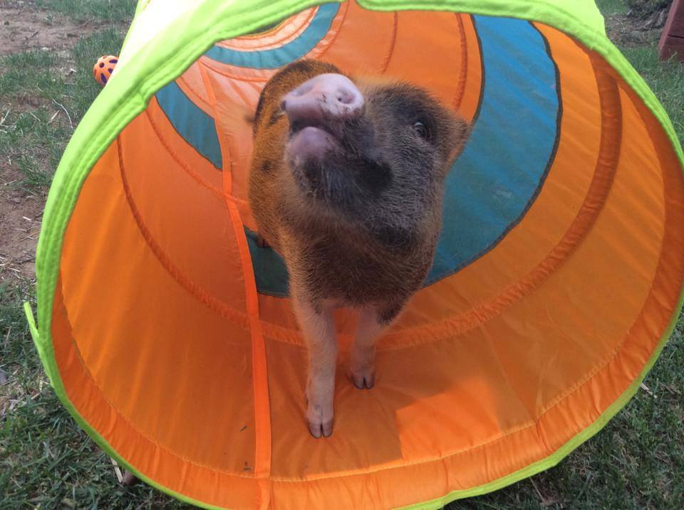 Mini Pig Agility Training Equipment - Mini Pig Training Academy