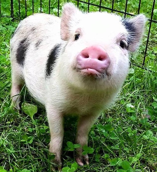 Pig Pen Hill Mini Pigs - Meet The Mini Pig Breeder