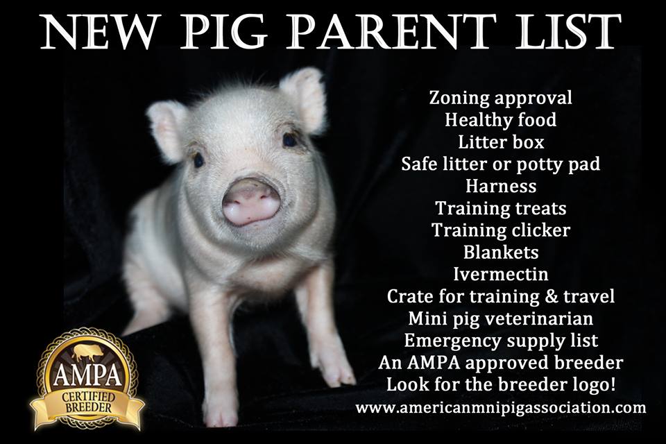 mini pig educational poster