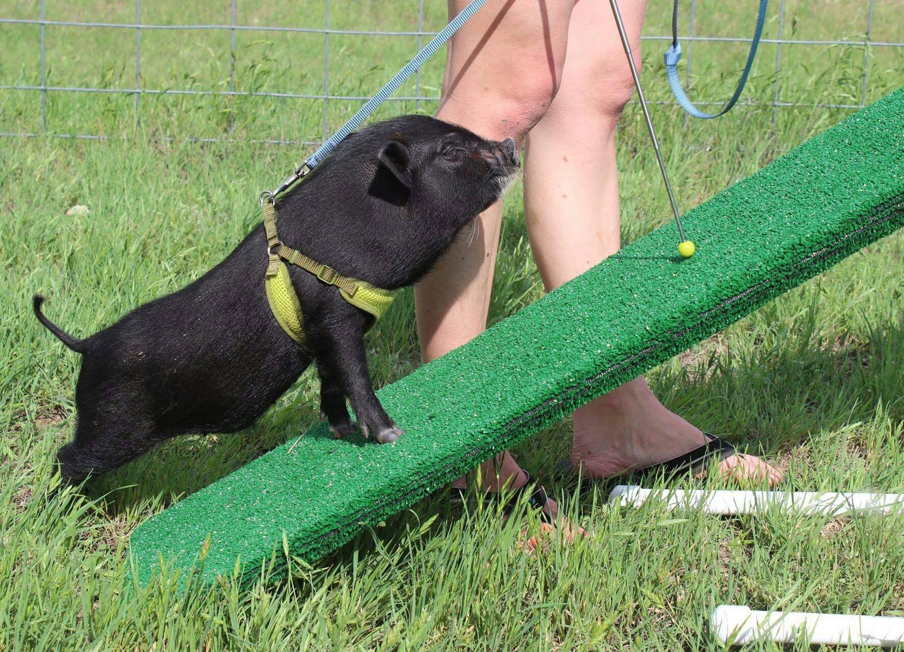 Mini Pig Agility Training Equipment - Mini Pig Training Academy