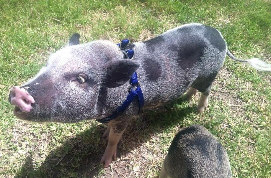 Blowing Coat Mini Pig Shedding FAQ