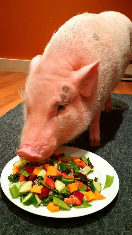 canadian salad