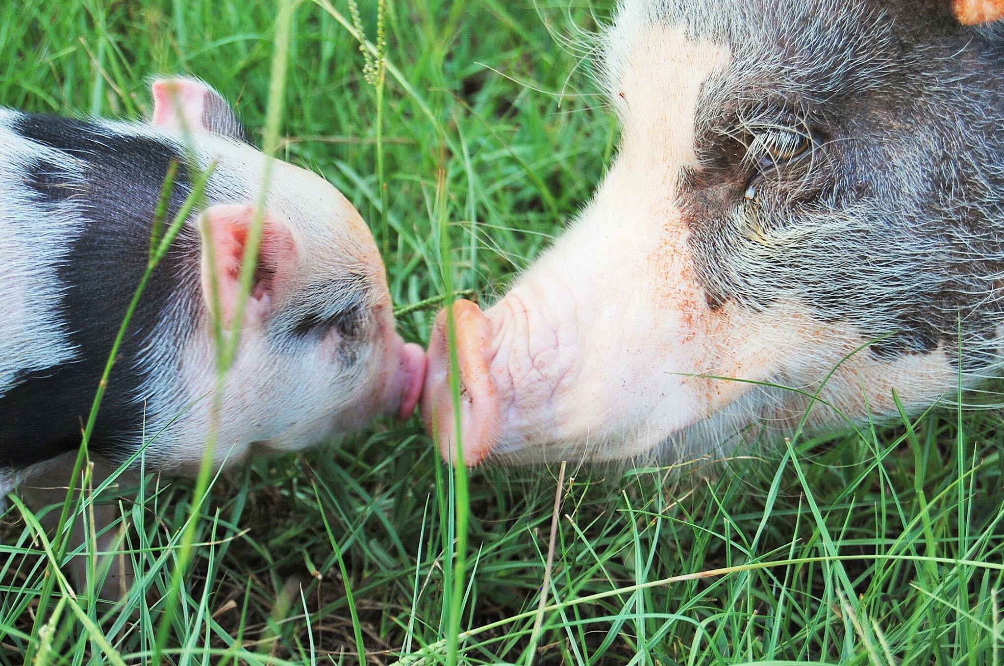mini pig breeder mentorship