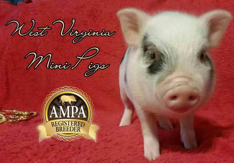 West Virginia Mini Pigs Meet the Registered Breeder