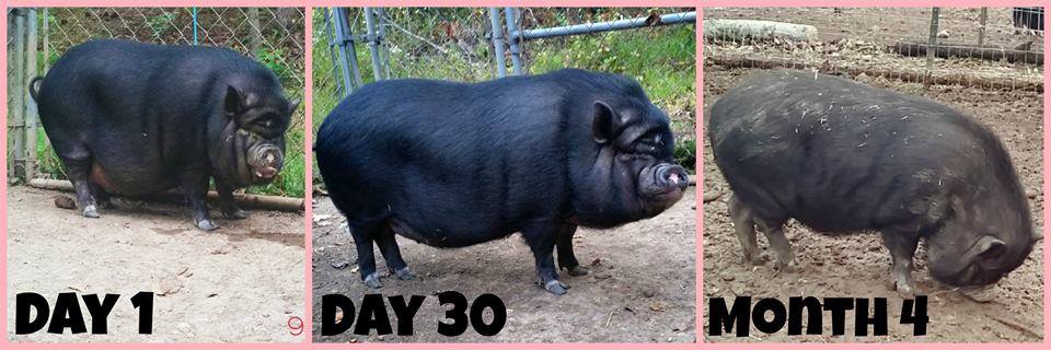 mini pig weight loss