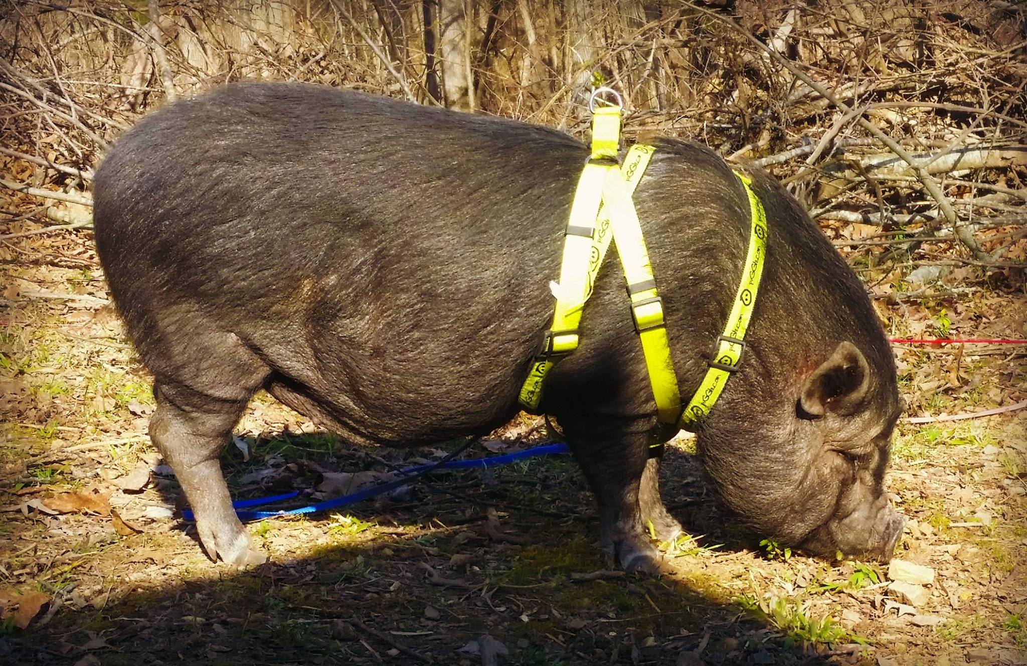 Mini Pig Weight Chart