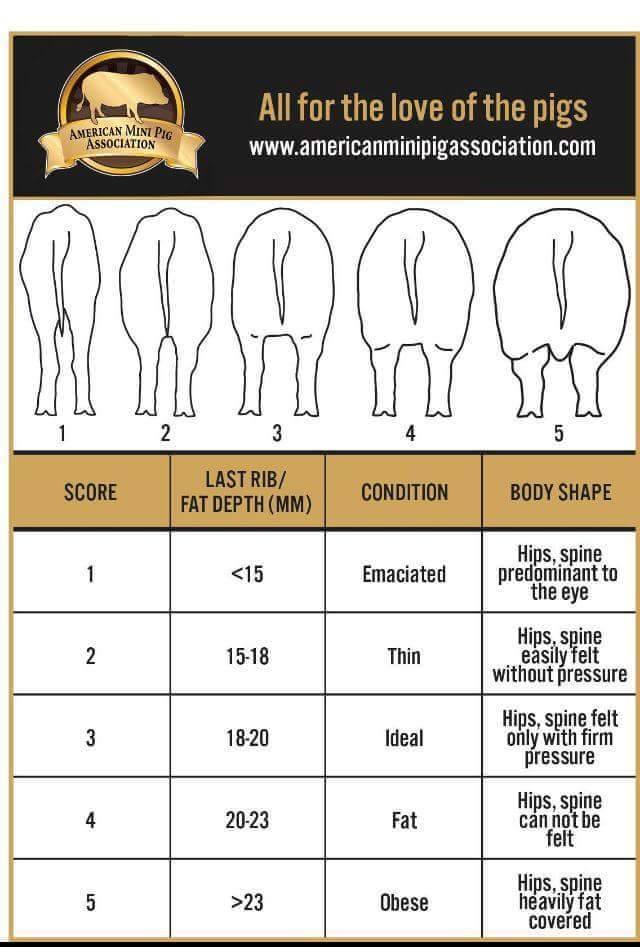 Mazuri Pig Food Feeding Chart