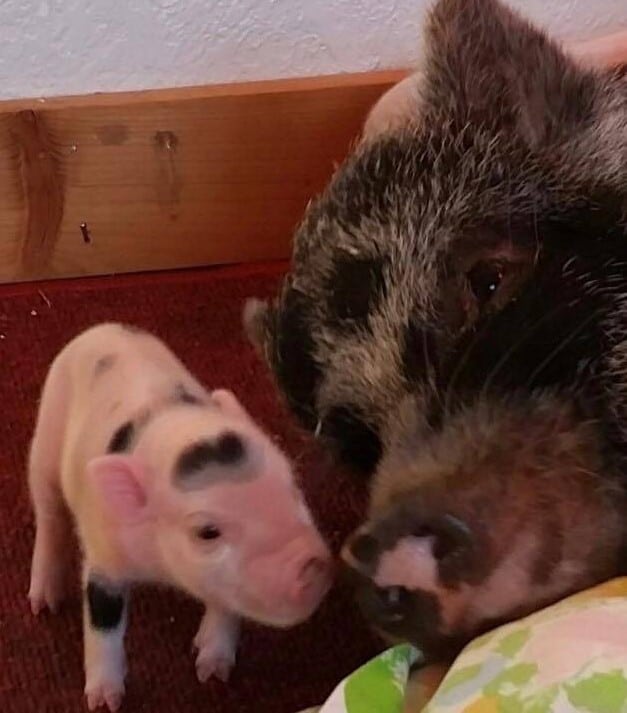 mini pigs as pets