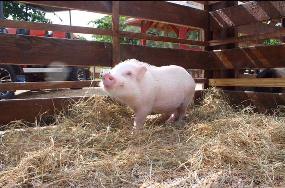 micro pig adult