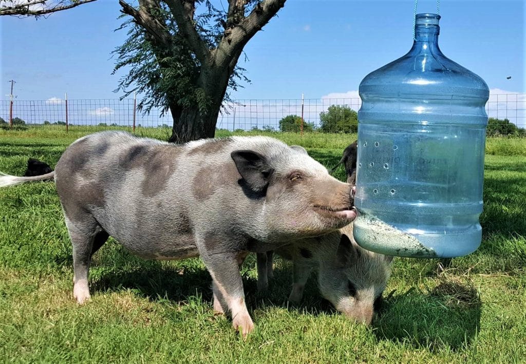 guinea pig automatic feeder