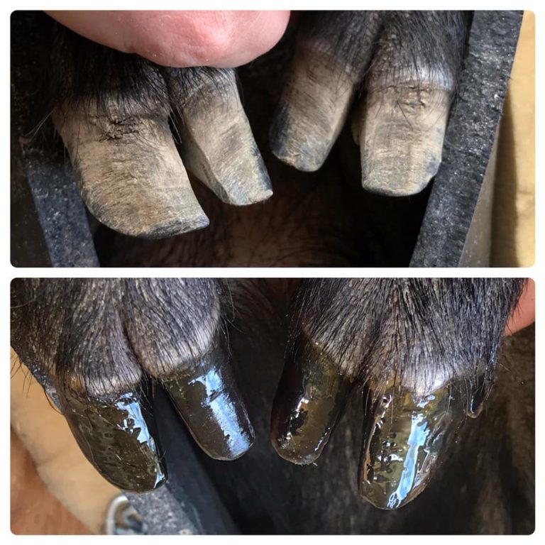 Hoof Trimming