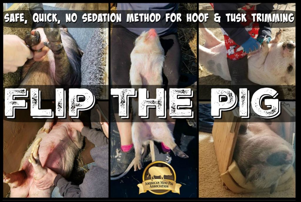 Flip the Pig for Hoof and Tusk Trimming Sedation Free Hoof Trims 