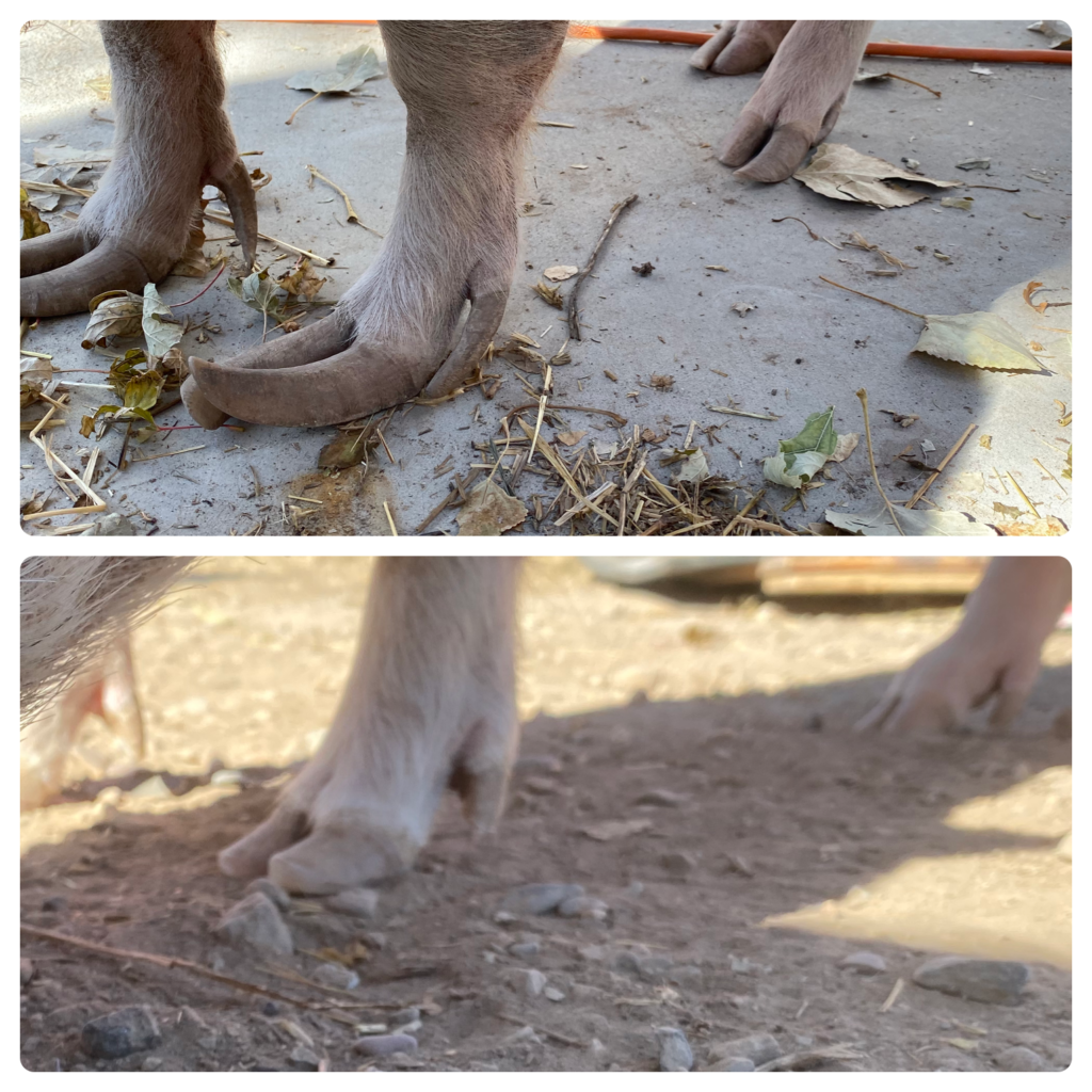 Are Pig Hooves Safe For Dogs