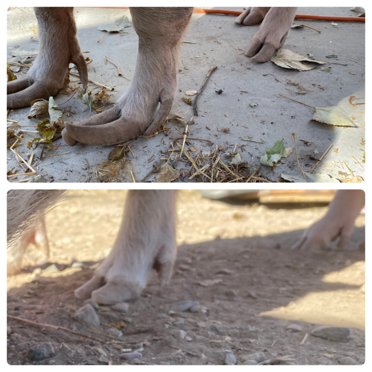 Hoof Trimming - American Mini Pig Association | Reef Recovery