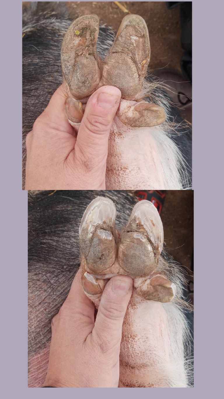 Sedation Free Mini Pig Hoof Trimmer & Farrier Directory