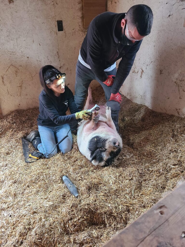 The Hoof Fairy Mini Pig Trimmer Farrier Directory