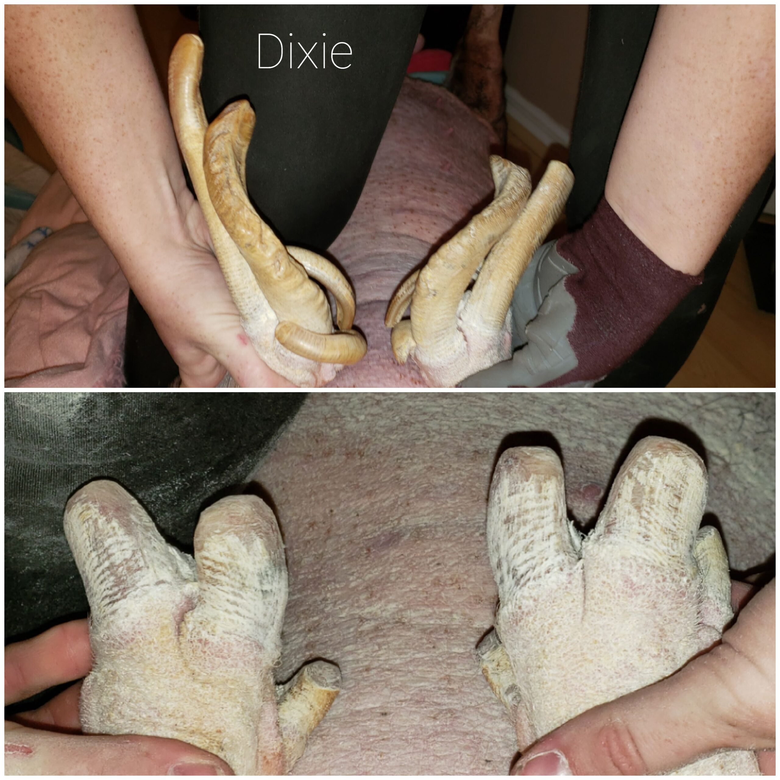 Sedation Free Mini Pig Hoof Trimmer & Farrier Directory