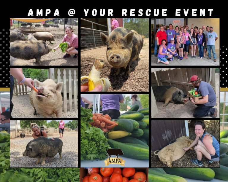 Blog American Mini Pig Association