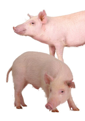 Hanford Mini Swine