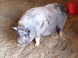 Pot-Bellied Pig