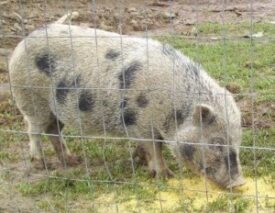 American Mini Pig