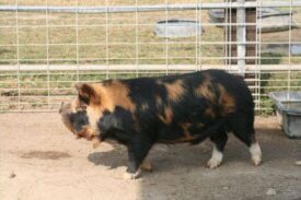 KuneKune Breed