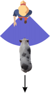 Move Your Pig Back