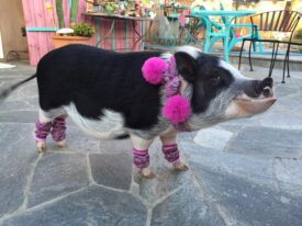 American Mini Pig